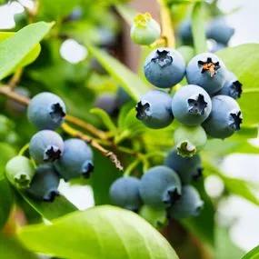 Blueberry Duke (Vaccinium corymbosum 'Duke') 1
